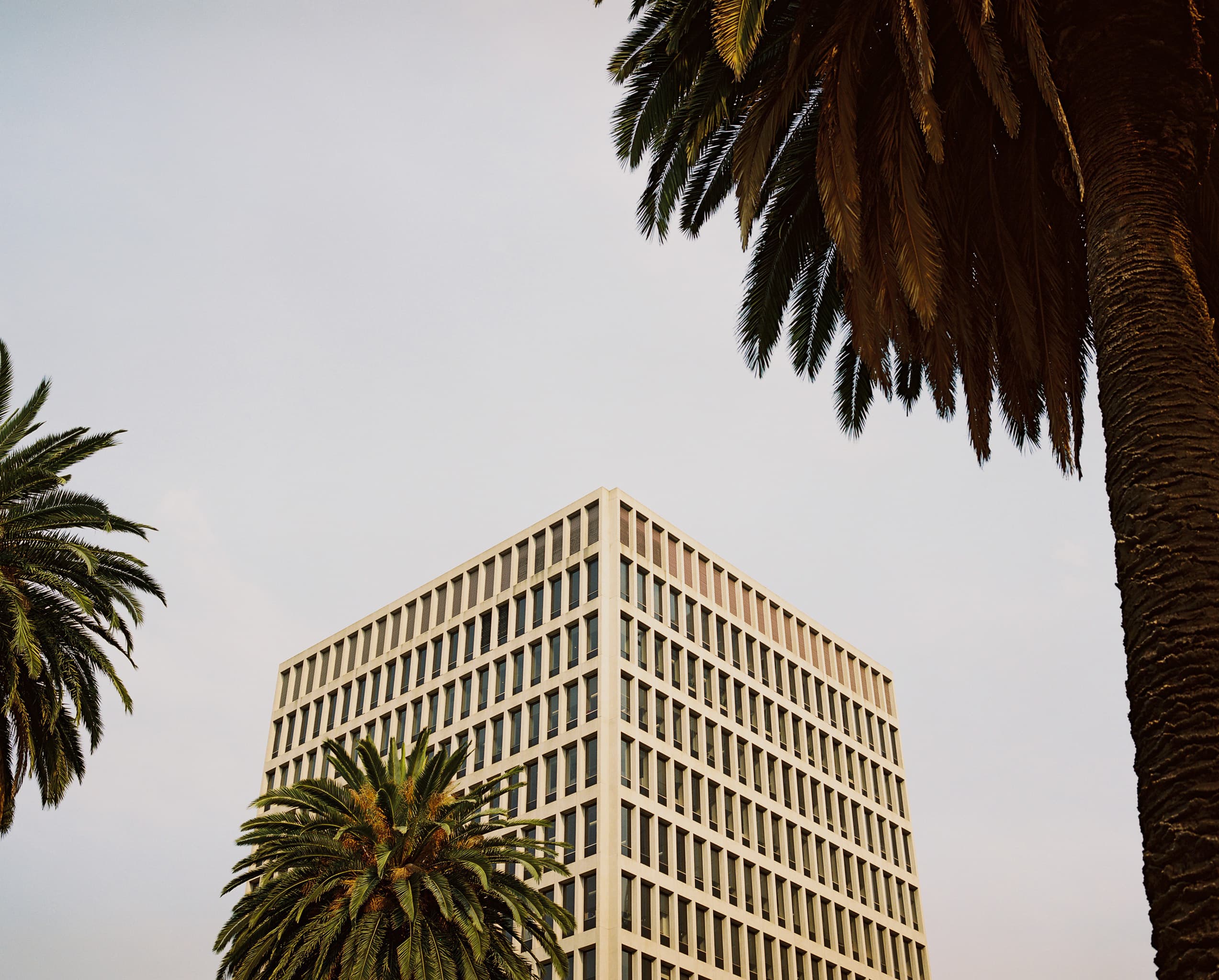 Parliament and Palm Trees, 2020